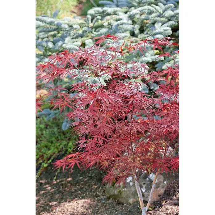 Pflanzen für dich Fächerahorn 150-175 cm - Acer palmatum 'Beni-otake' - Leuchtend roter Fächerahorn mit zarten Blättern, der seine anmutige Form in einer Gartenumgebung zeigt.