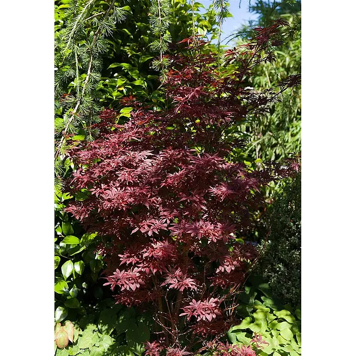 Pflanzen für dich Fächerahorn 60-80 cm - Acer palmatum 'Shaina' - Kleiner roter japanischer Ahornbaum mit tief burgunderroten, sternförmigen Blättern, umgeben von grünem Laub.