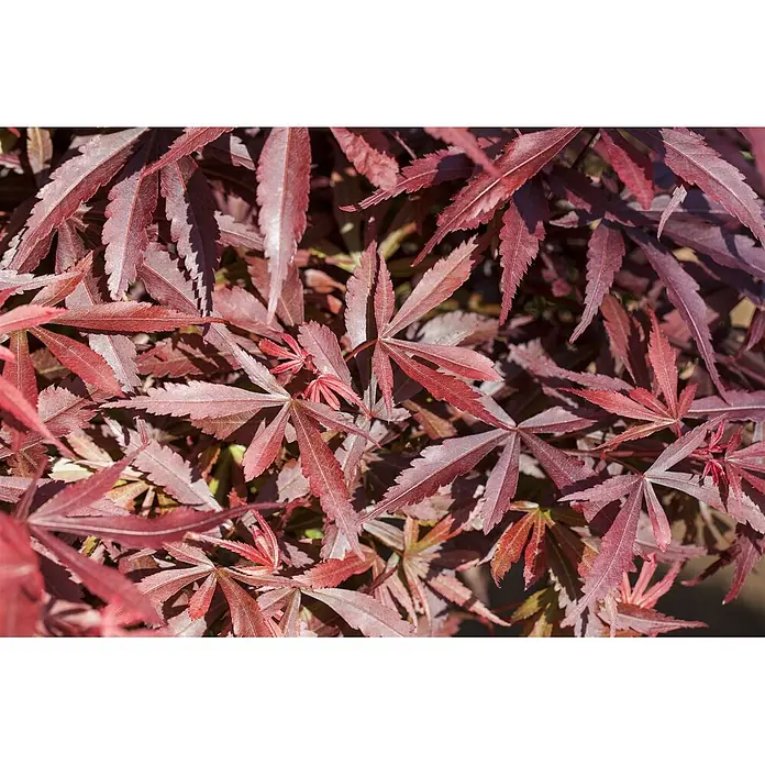 Pflanzen für dich Fächerahorn 60-80 cm - Acer palmatum 'Shaina' - Leuchtend rote, tiefgelappte und gezackte Blätter einer Pflanze.