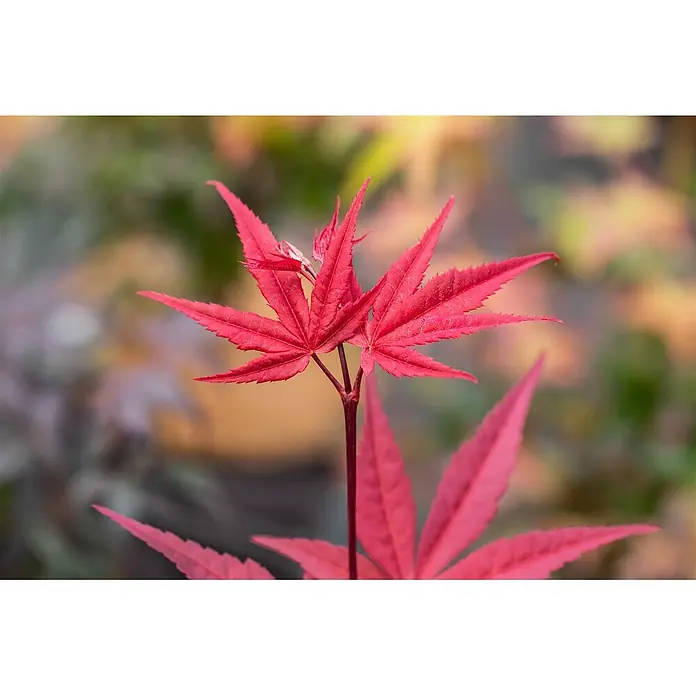 Pflanzen für dich Fächerahorn 150-175 cm - Acer palmatum 'Beni-otake' - Lebendige rote, sternförmige Ahornblätter an einem Stiel vor verschwommenem, natürlichem Hintergrund.