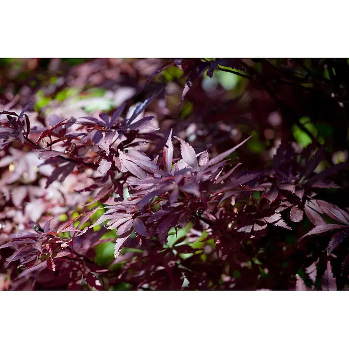Pflanzen für dich Fächerahorn 60-80 cm - Acer palmatum 'Shaina' - Tief dunkelrot-violette, stark gelappte Blätter.