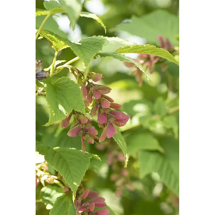 Pflanzen für dich Fächerahorn 150-200 cm - Acer rufinerve - Nahaufnahme einer Pflanze mit leuchtend grünen Blättern und auffälligen rosaroten Flügelfrüchten (Samara).