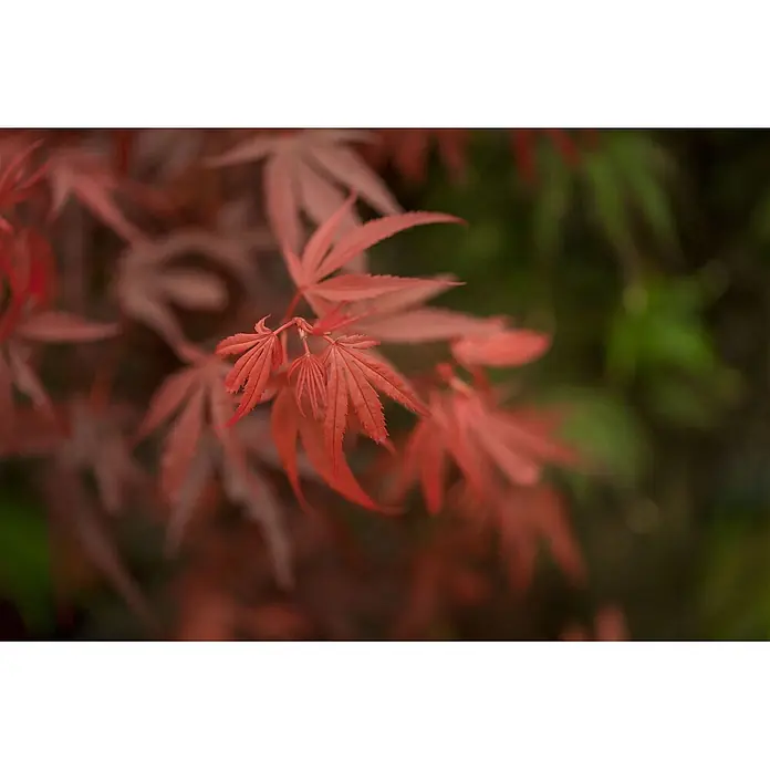 Pflanzen für dich Fächerahorn 60-80 cm - Acer palmatum 'Shaina' - Leuchtend rote, gezackte Ahornblätter an einem Zweig, scharf im Fokus.