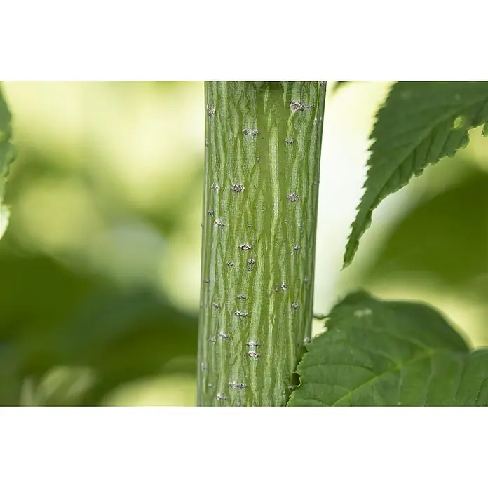 Pflanzen für dich Fächerahorn 150-200 cm - Acer rufinerve - Nahaufnahme eines leuchtend grünen Pflanzenstiels mit sichtbaren Rillen und kleinen braunen Flecken, umgeben von verschwommenen grünen Blättern.