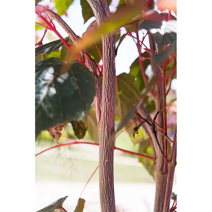 Pflanzen für dich Spitzahorn 100-125 cm - Acer conspicuum 'Red Flamingo' - Nahaufnahme eines Pflanzenstamms mit auffällig rot-grün gestreifter Rinde, umgeben von rot geäderten Blättern.
