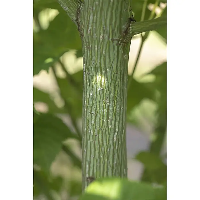 Pflanzen für dich Fächerahorn 150-200 cm - Acer rufinerve - Grüner Baumstamm mit ausgeprägten vertikalen Streifen und strukturierter Rinde.
