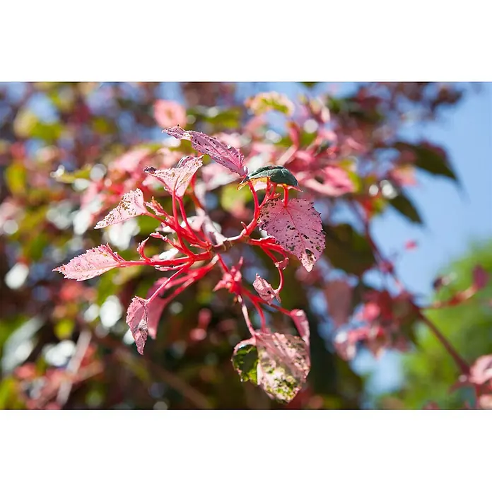 Pflanzen für dich Spitzahorn 100-125 cm - Acer conspicuum 'Red Flamingo' - Nahaufnahme eines Pflanzenzweigs mit lebhaften rosa-roten panaschierten Blättern und roten Stielen.