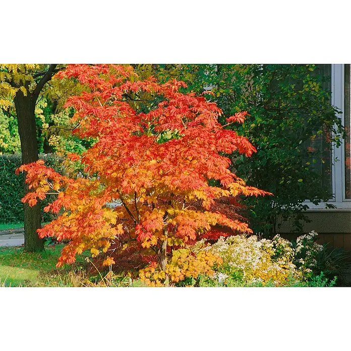 Pflanzen für dich Fächerahorn 150-200 cm - Acer rufinerve - Ein japanischer Ahornbaum mit leuchtend roten und orangefarbenen Herbstblättern in einem Garten.