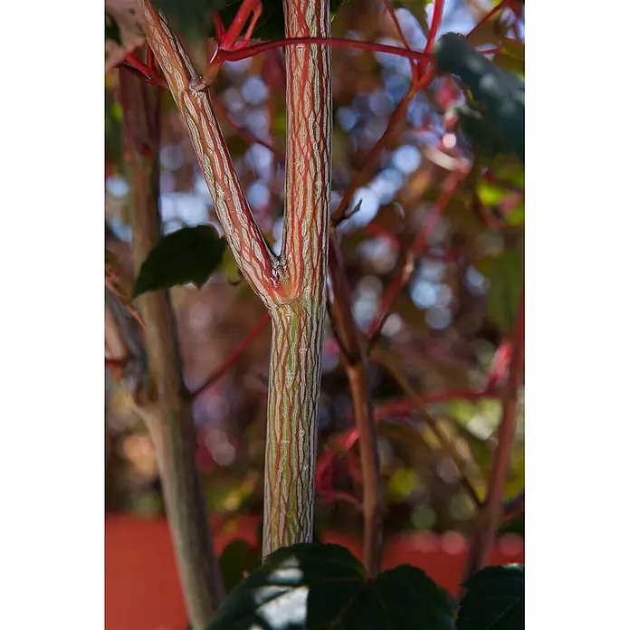 Pflanzen für dich Spitzahorn 100-125 cm - Acer conspicuum 'Red Flamingo' - Nahaufnahme eines Pflanzenstamms mit leuchtend roten und hellgrünen vertikalen Streifen auf der Rinde, verzweigt.