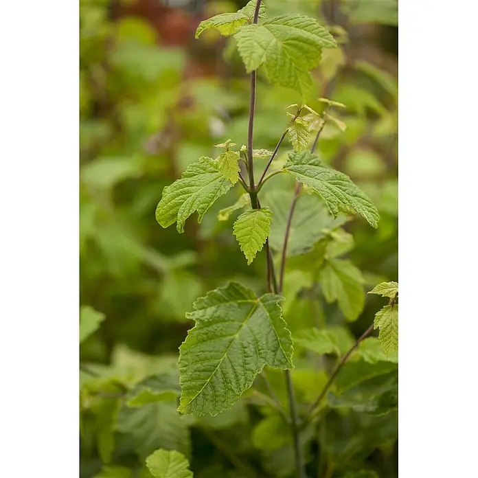 Pflanzen für dich Fächerahorn 150-200 cm - Acer rufinerve - Lebhaft grüne Blätter mit texturierten Oberflächen an dunklen Stielen, die neues Pflanzenwachstum zeigen.