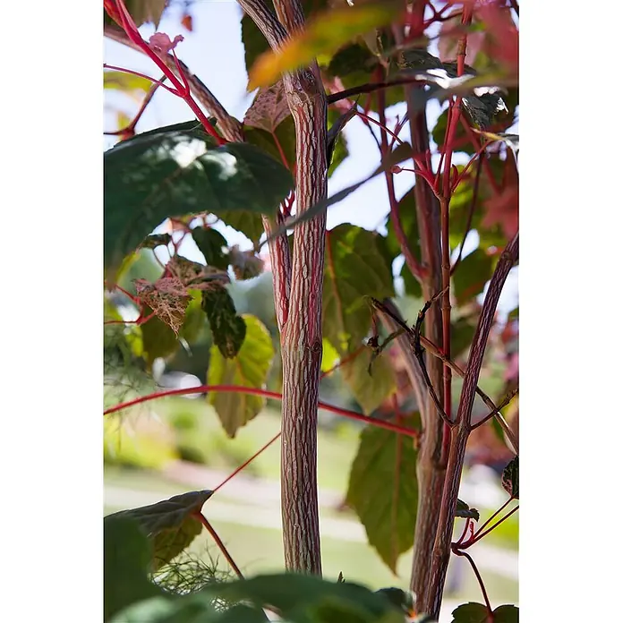 Pflanzen für dich Spitzahorn 100-125 cm - Acer conspicuum 'Red Flamingo' - Detailaufnahme einer Pflanze mit markanter rot-grün gestreifter Rinde an den Stängeln und grünen Blättern.