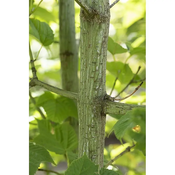 Pflanzen für dich Fächerahorn 150-200 cm - Acer rufinerve - Grüner Baumstamm mit vertikalen weißen Streifen und kleinen Ästen, umgeben von grünen Blättern.