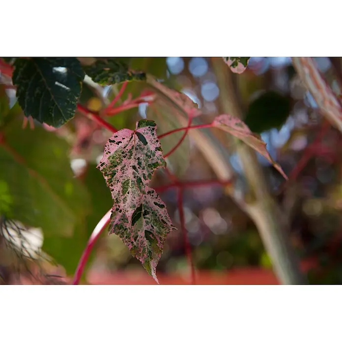 Pflanzen für dich Spitzahorn 100-125 cm - Acer conspicuum 'Red Flamingo' - Ein rosa-grünes, panaschiertes Blatt an einer Pflanze mit rötlichen Stängeln.