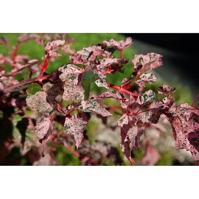 Pflanzen für dich Spitzahorn 100-125 cm - Acer conspicuum 'Red Flamingo' - Pflanze mit lebhaft pink-grün panaschierten Blättern an auffälligen roten Stielen.