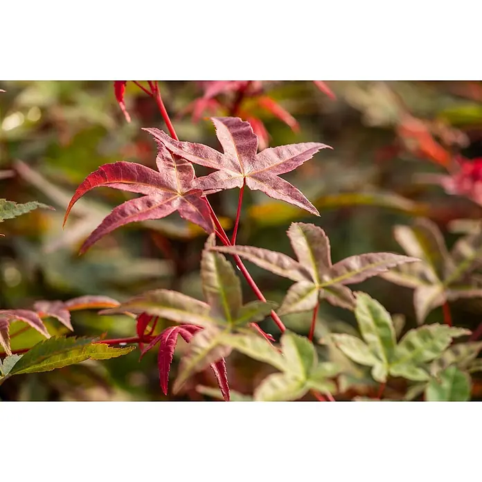 Pflanzen für dich Fächerahorn 60-80 cm - Acer palmatum 'Beni maiko' - Leuchtende sternförmige Blätter mit deutlichen Adern, die von tiefroten Spitzen zu hellgrünen Basen übergehen.