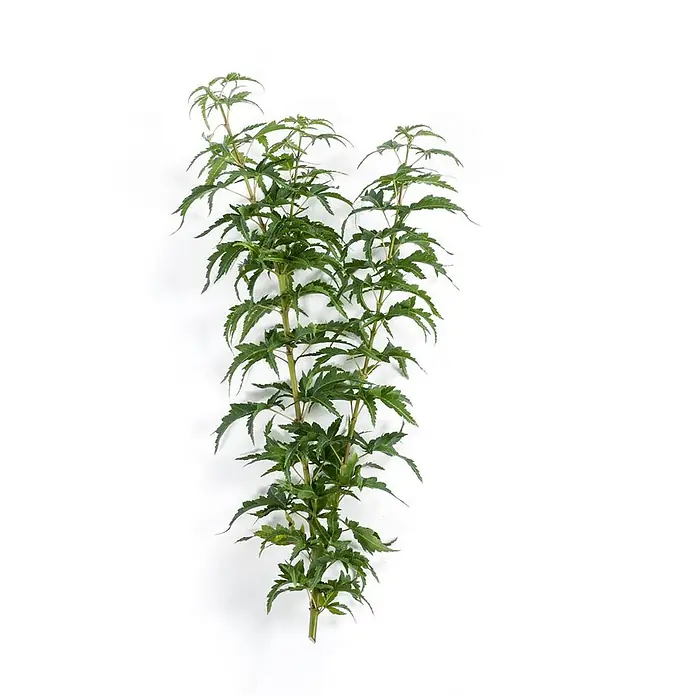 Pflanzen für dich Fächerahorn 40-60 cm - Acer palmatum 'Kotohime' - Mehrere hohe, grüne Pflanzenstiele mit tief gelappten, gezackten Blättern.