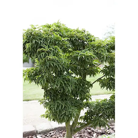 Pflanzen für dich  Fächerahorn 40-60 cm