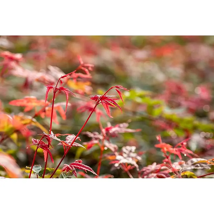 Pflanzen für dich Fächerahorn 60-80 cm - Acer palmatum 'Beni maiko' - Frische, leuchtend rote Blätter mit schlanken, spitz zulaufenden Lappen in natürlicher Umgebung.