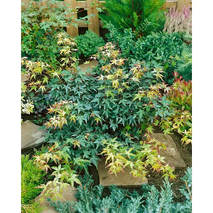 Pflanzen für dich Fächerahorn 40-60 cm - Acer palmatum 'Kotohime' - Zwerg-Japanischer Ahorn mit grünen und panaschierten Blättern, in einem Gartenbeet mit Steinplatten.