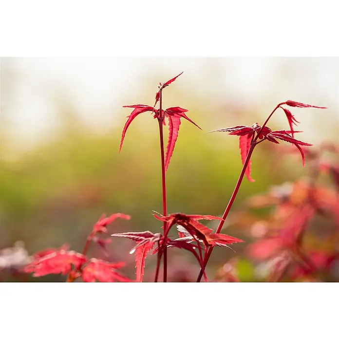 Pflanzen für dich Fächerahorn 60-80 cm - Acer palmatum 'Beni maiko' - Leuchtend rote, tief gelappte Blätter mit gezackten Rändern an dünnen Stielen im Licht.