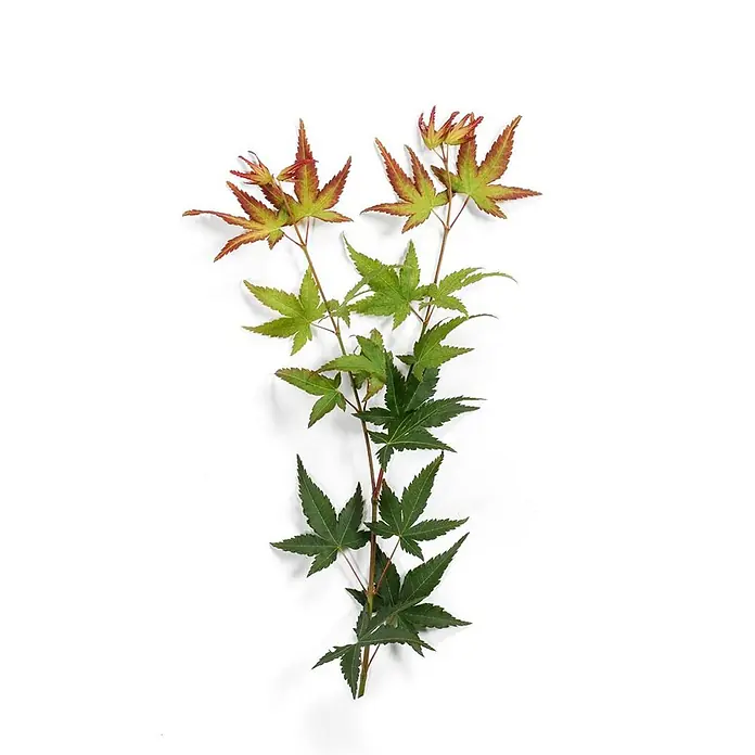 Pflanzen für dich Fächerahorn 30-40 cm - Acer palmatum 'Little Princess' - Zwei Ahornzweige mit grünen, roten und orangen Blättern, oben heller.