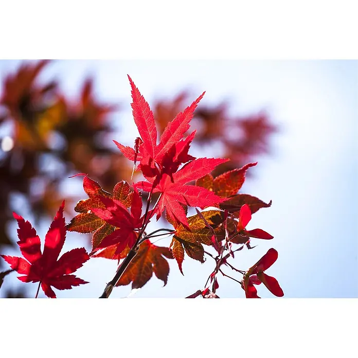 Pflanzen für dich Fächerahorn 60-80 cm - Acer palmatum 'Beni maiko' - Leuchtend rote Ahornblätter und Flügelfrüchte an Zweigen, strahlend in Herbstfarben.