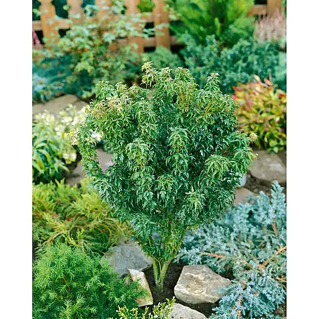 Pflanzen für dich  Fächerahorn 30-40 cm