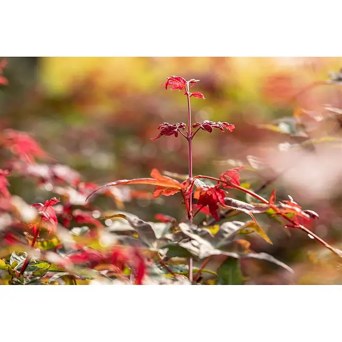 Pflanzen für dich Fächerahorn 60-80 cm - Acer palmatum 'Beni maiko' - Lebhaft rote Blätter eines jungen Pflanzentriebs vor einem weichen, sonnigen Naturhintergrund.