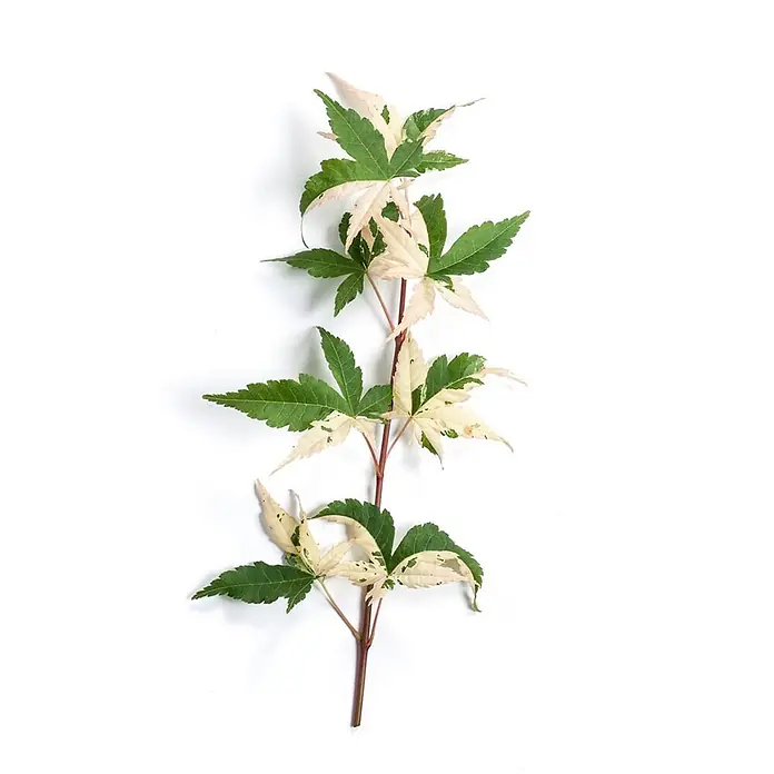 Pflanzen für dich Fächerahorn 175-200 cm - Acer palmatum 'Oridono-nishiki' - Buntblättriger Ahornzweig mit grünen und cremeweißen Blättern.