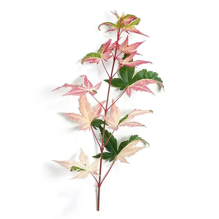 Pflanzen für dich Fächerahorn 175-200 cm - Acer palmatum 'Oridono-nishiki' - Buntlaubiger Ahornzweig mit grünen, rosa und hellgelben Blättern.
