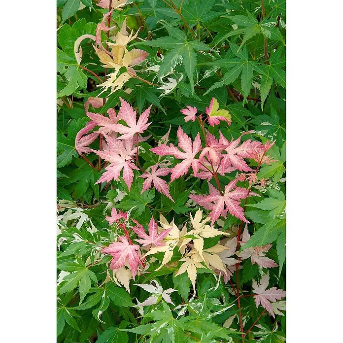 Pflanzen für dich Fächerahorn 175-200 cm - Acer palmatum 'Oridono-nishiki' - Bunte Ahornblätter in leuchtendem Grün, Rosa und Creme.