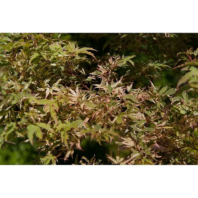 Pflanzen für dich Fächerahorn 175-200 cm - Acer palmatum 'Oridono-nishiki' - Nahaufnahme von panaschierten Blättern mit grünen, cremefarbenen und rötlich-rosa Mustern.
