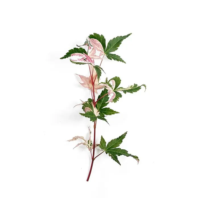 Pflanzen für dich Fächerahorn 175-200 cm - Acer palmatum 'Oridono-nishiki' - Stiel mit panaschierten grünen, rosa und weißen ahornartigen Blättern.