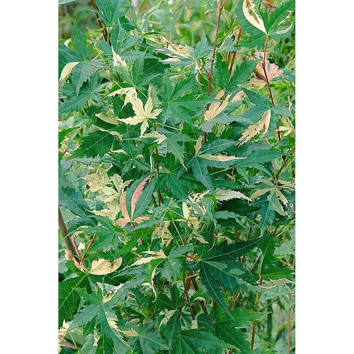 Pflanzen für dich Fächerahorn 175-200 cm - Acer palmatum 'Oridono-nishiki' - Variierte Pflanze mit grünen Blättern und cremefarbenen, gelben und rosa Mustern.