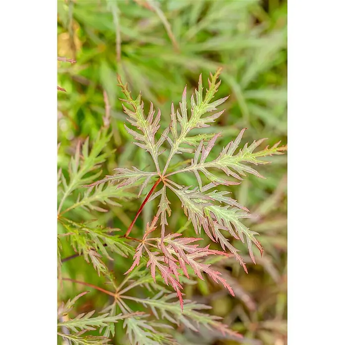 Pflanzen für dich Fächerahorn Fächerahorn - Acer palmatum 'Dissectum Stella Rossa' - Grüne, tief geschlitzte Blätter mit rot-rosafarbenen Rändern und zarter, spitzenartiger Textur.