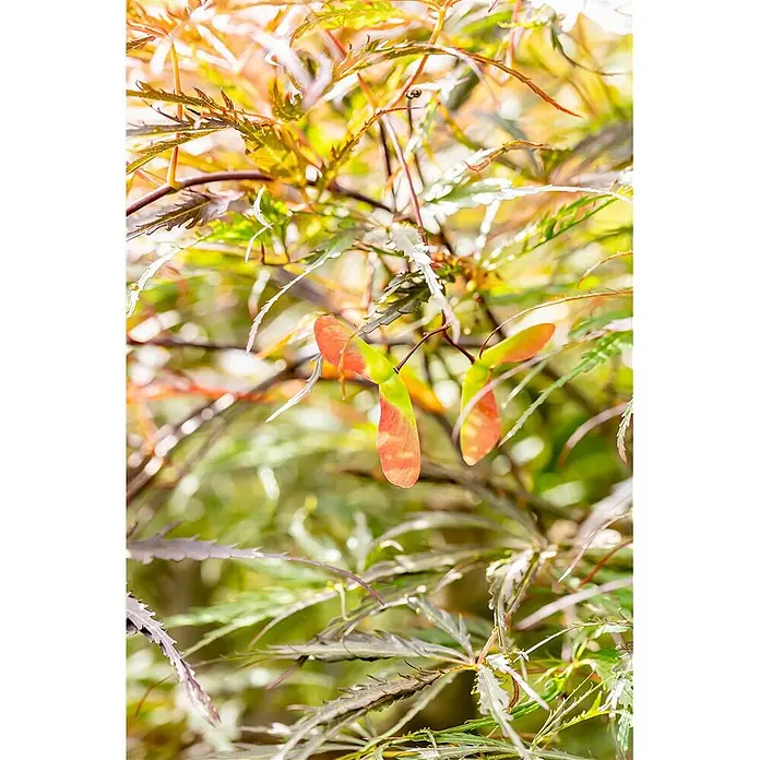 Pflanzen für dich Fächerahorn Fächerahorn - Acer palmatum 'Dissectum Stella Rossa' - Lebhafter Fächerahorn mit gezackten grünen und rötlichen Blättern sowie auffälligen orange-grünen Flügelfrüchten.