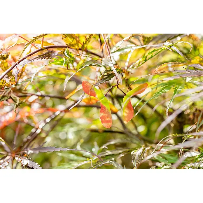 Pflanzen für dich Fächerahorn Fächerahorn - Acer palmatum 'Dissectum Stella Rossa' - Lebendige rot-grüne Ahorn-Samaras hängen an Ästen, umgeben von unscharfem Laub.