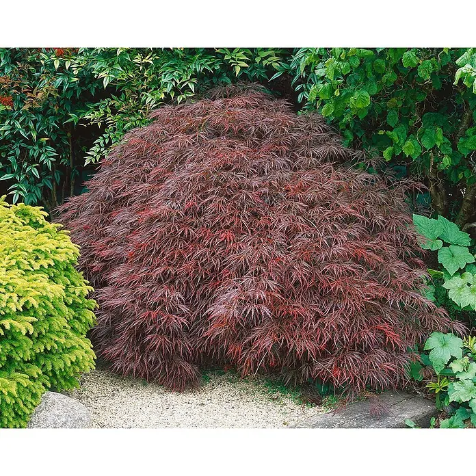 Pflanzen für dich Fächerahorn Fächerahorn - Acer palmatum 'Dissectum Stella Rossa' - Ein großer, hügeliger Fächerahorn mit fein geschlitzten, tief rot-violetten Blättern in einem Garten.