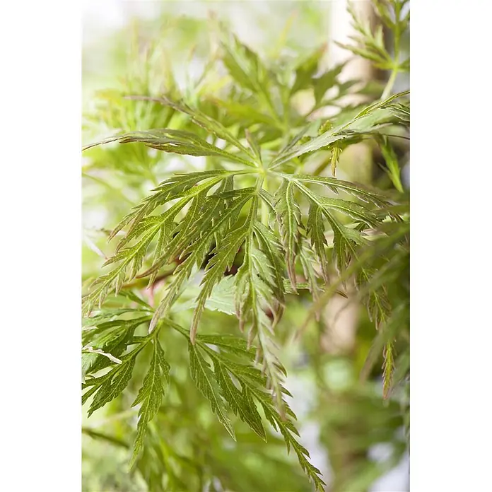 Pflanzen für dich Fächerahorn 60-100 cm - Acer palmatum 'Emerald Lace' - Nahaufnahme von frischgrünen, tief eingeschnittenen Blättern mit rötlichen Spitzen.