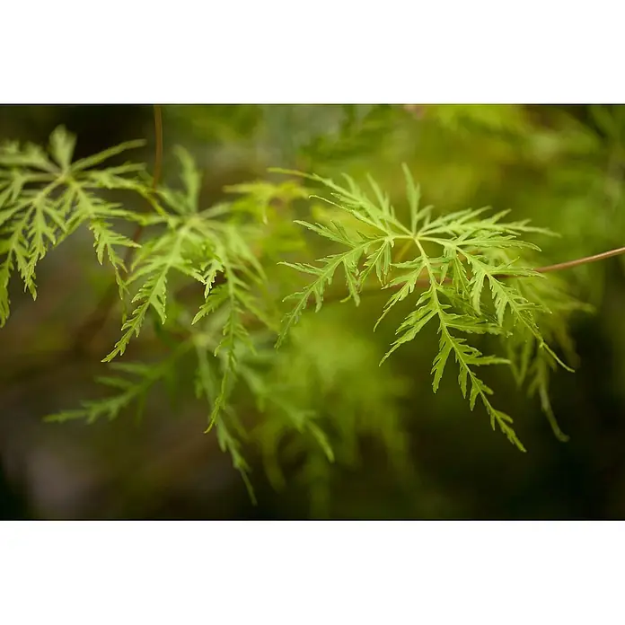 Pflanzen für dich Fächerahorn 60-100 cm - Acer palmatum 'Emerald Lace' - Leuchtend grüne, fein geschnittene, zarte Blätter einer Pflanze.