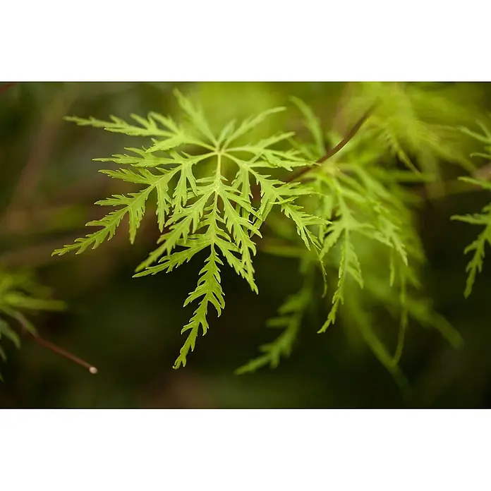 Pflanzen für dich Fächerahorn 60-100 cm - Acer palmatum 'Emerald Lace' - Hellgrüne, tief gelappte, farnartige Blätter mit gezackten Rändern.