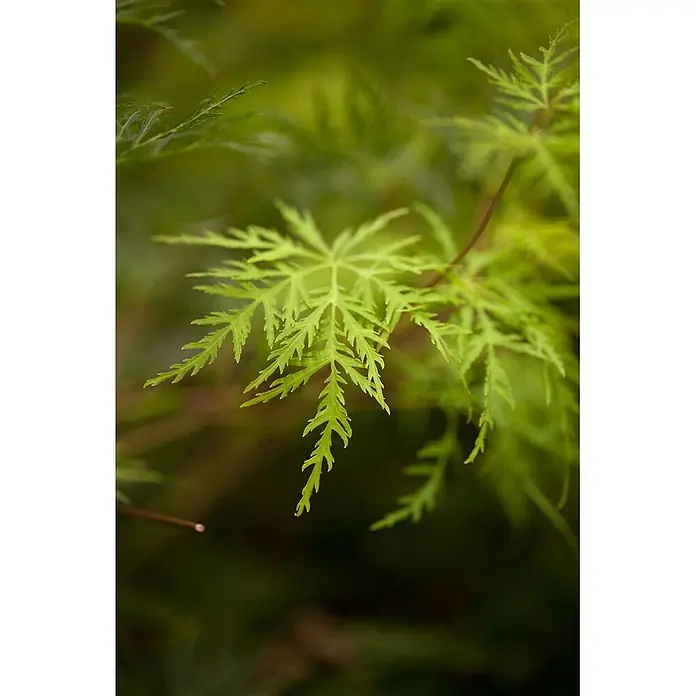 Pflanzen für dich Fächerahorn 60-100 cm - Acer palmatum 'Emerald Lace' - Hellgrüne, tief geschlitzte Ahornblätter an einem Zweig.