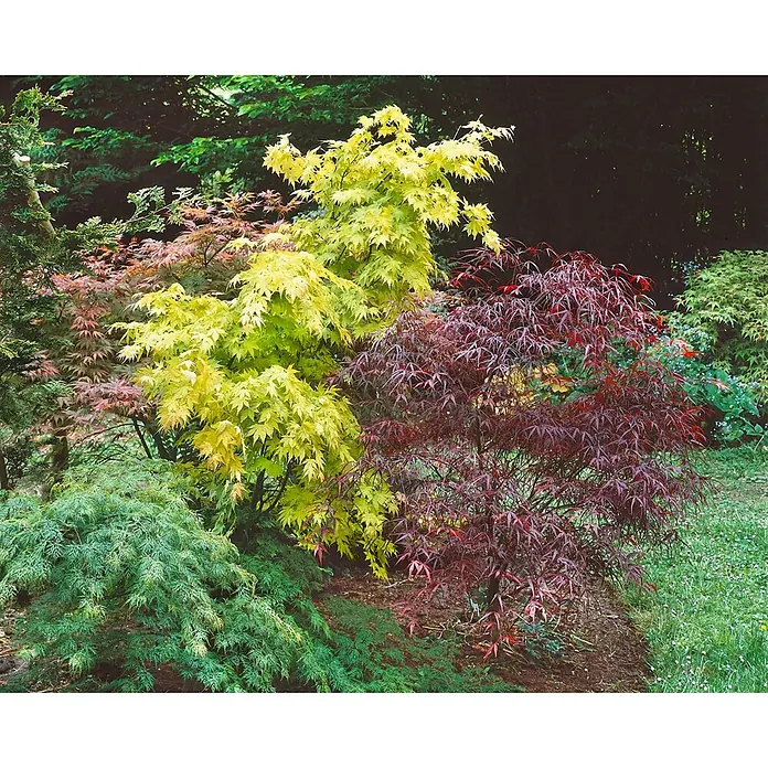 Pflanzen für dich Fächerahorn 60-100 cm - Acer palmatum 'Emerald Lace' - Eine lebendige Sammlung von Japanischen Ahornbäumen mit gelb-grünem, rotem und grünem Laub in einer Gartenlandschaft.