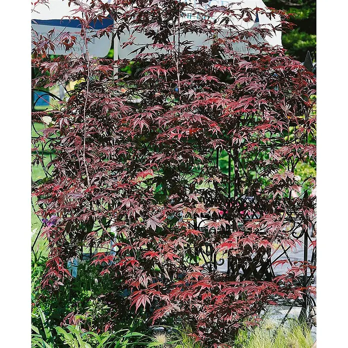Pflanzen für dich Fächerahorn 60-80 cm - Acer palmatum 'Pung Kil' - Ein lebhaft roter japanischer Ahornbaum mit tiefroten, sternförmigen Blättern.