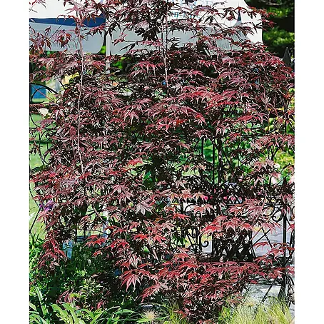 Pflanzen für dich  Fächerahorn 60-80 cm