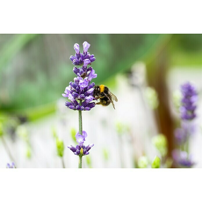 Piardino LavendelLavandula angustifolia, Topfgröße: 23 cm, Violett Detail Shot