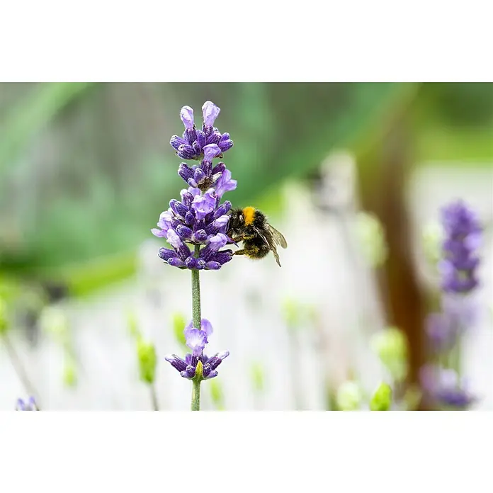 Piardino Lavendel - Lavandula angustifolia, Topfgröße: 23 cm, Violett - Nahaufnahme einer Hummel, die Nektar von einer violetten Lavendelblüte sammelt, mit einem weichen, verschwommenen Hintergrund.