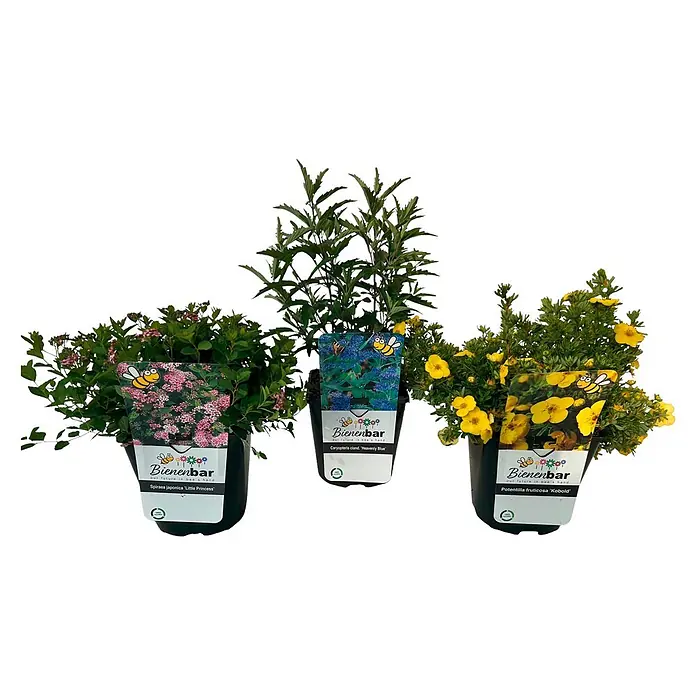 Stauden-Set Schmetterlings- & Bienengarten -  - Drei Topfpflanzen: rosa Spiraea japonica 'Little Princess', blaue Caryopteris 'Heavenly Blue' und gelbe Potentilla fruticosa 'Kobold', jeweils mit 'Bienenbar' Etikett.