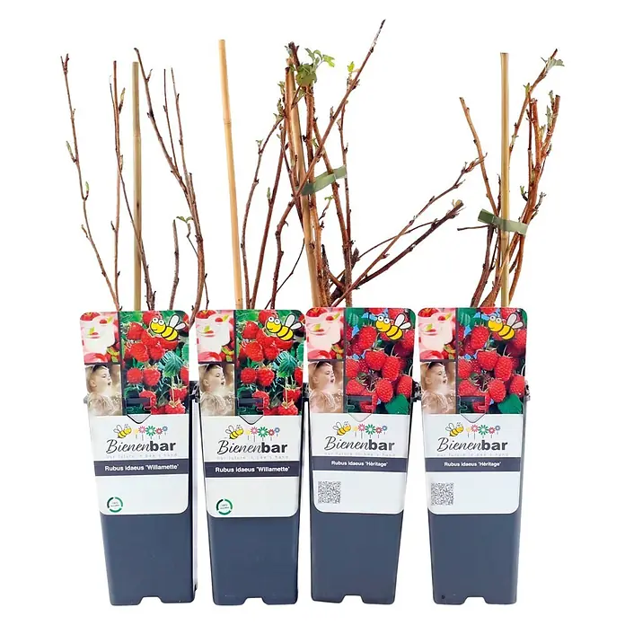 Obstpflanzen-Set Himbeeren - 4 Stk., Rubus idaeus ‘Willamette’, Rubus idaeus ‘Heritage’ - Vier Himbeerpflanzen im Topf mit kahlen Ästen und grünen Knospen, in dunkelgrauen Behältern mit Etiketten für die Sorten 'Willamette' und 'Héritage'.