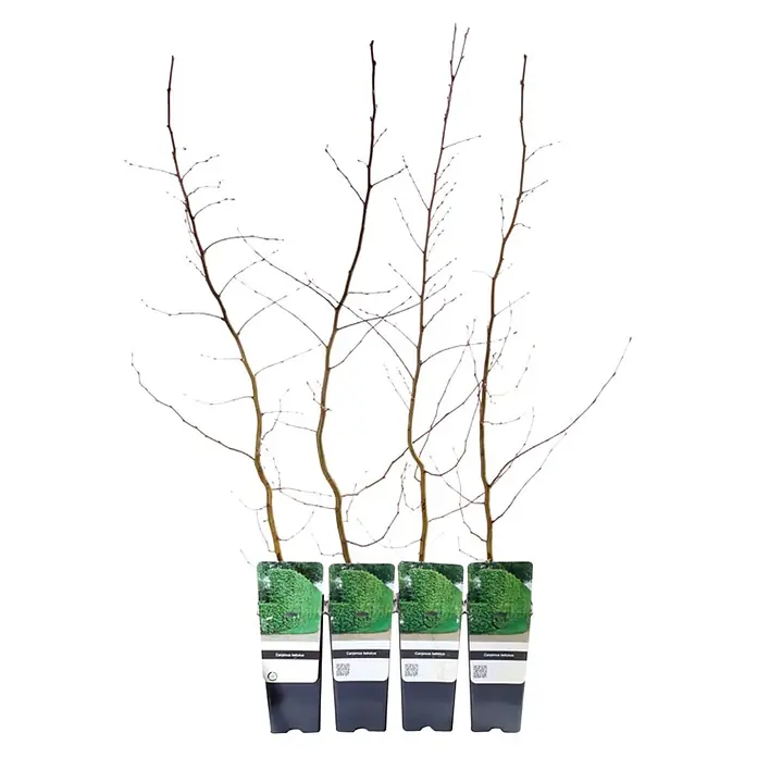 Hainbuche Set - 4 Stk., Carpinus betulus - Vier junge wurzelnackte Hainbuchen (Carpinus betulus) in schwarzen Töpfen mit Etiketten, ideal für Hecken.